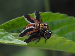 Trichopoda pictipennis