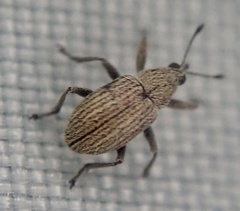 Exapion ulicis