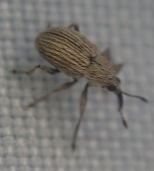 Exapion ulicis