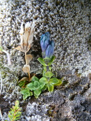 Gentiana glauca