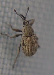 Exapion ulicis