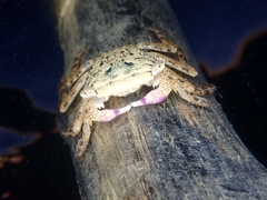 Metopograpsus