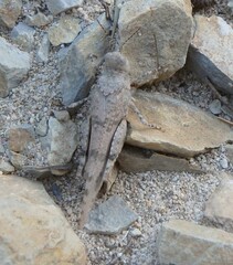 Sphingonotus caerulans