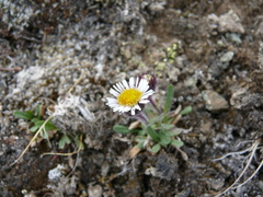 Erigeron humilis