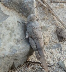 Sphingonotus caerulans