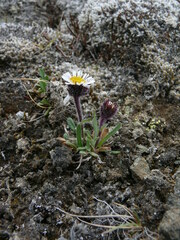 Erigeron humilis