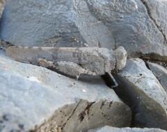 Sphingonotus caerulans