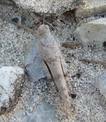 Sphingonotus caerulans