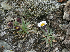 Erigeron humilis