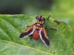 Trichopoda pictipennis