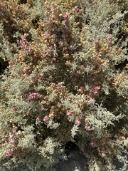Atriplex lampa