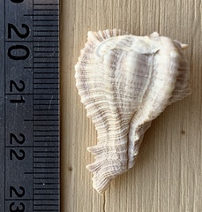 Phyllonotus