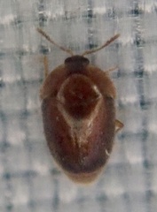 Sericoderus