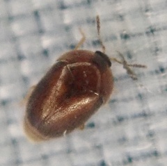 Sericoderus