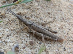 Pyrgomorpha conica