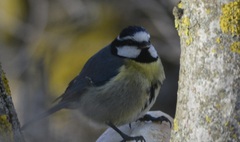 Cyanistes teneriffae