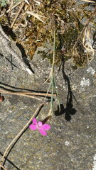 Dianthus lusitanus