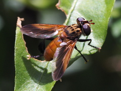Trichopoda pictipennis