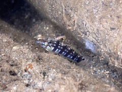 Amblygobius phalaena