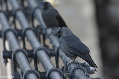 Corvus monedula cirtensis