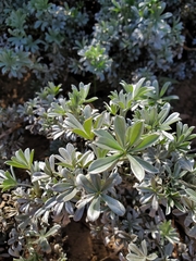 Lupinus albifrons