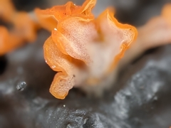 Dacrymyces spathularia