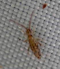 Entomobrya