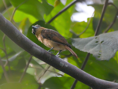 Pachyramphus validus