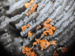 Dacrymyces spathularia