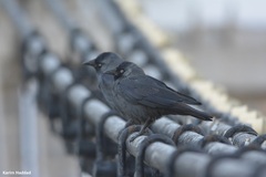 Corvus monedula cirtensis