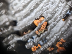 Dacrymyces spathularia