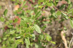 Dodonaea triangularis