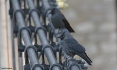 Corvus monedula cirtensis