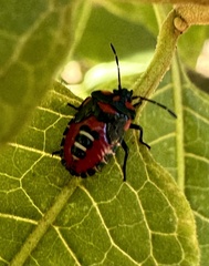 Tylospilus chilensis
