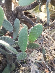 Opuntia