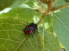Tylospilus chilensis