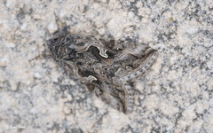 Cornutiplusia circumflexa