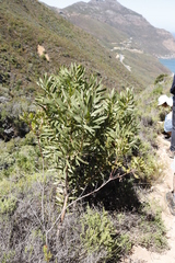Protea lepidocarpodendron