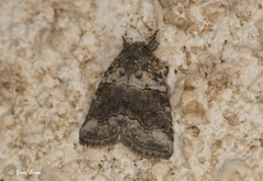 Bryophila rectilinea