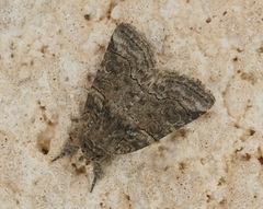 Bryophila rectilinea
