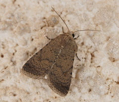 Caradrina flavirena