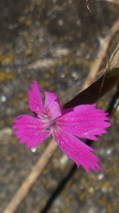 Dianthus lusitanus