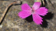 Dianthus lusitanus