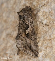 Cornutiplusia circumflexa