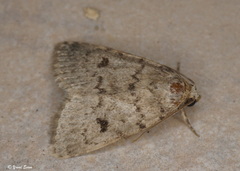 Caradrina syriaca