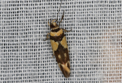 Macrobathra chrysotoxa