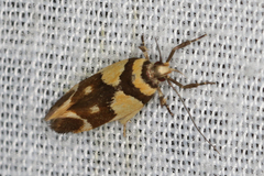 Macrobathra chrysotoxa