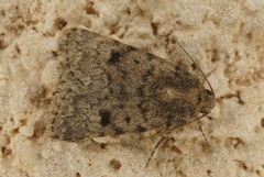Caradrina syriaca