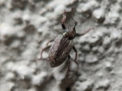 Hyperinae