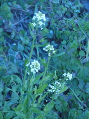 Capsella grandiflora
